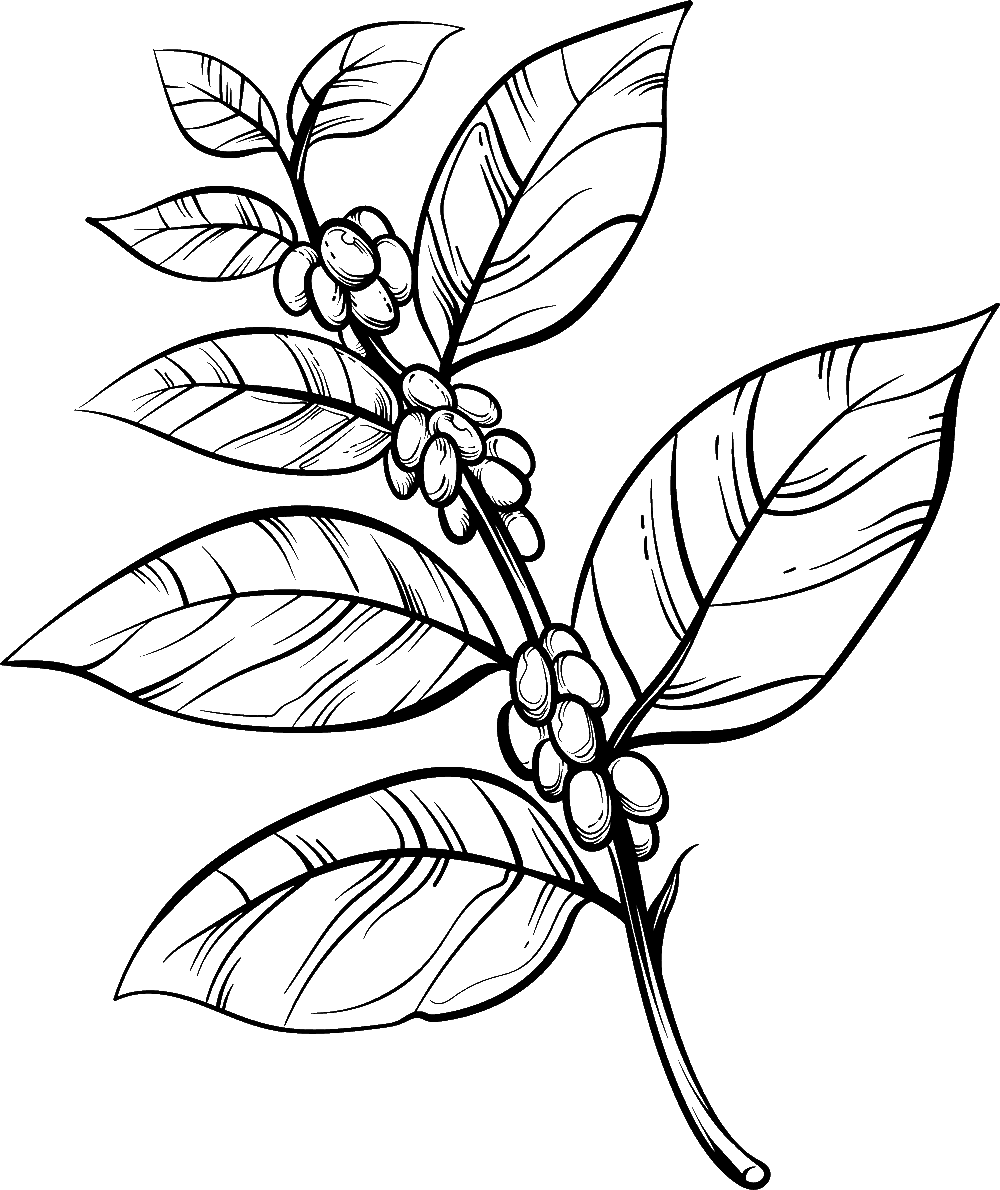 Coffee plant