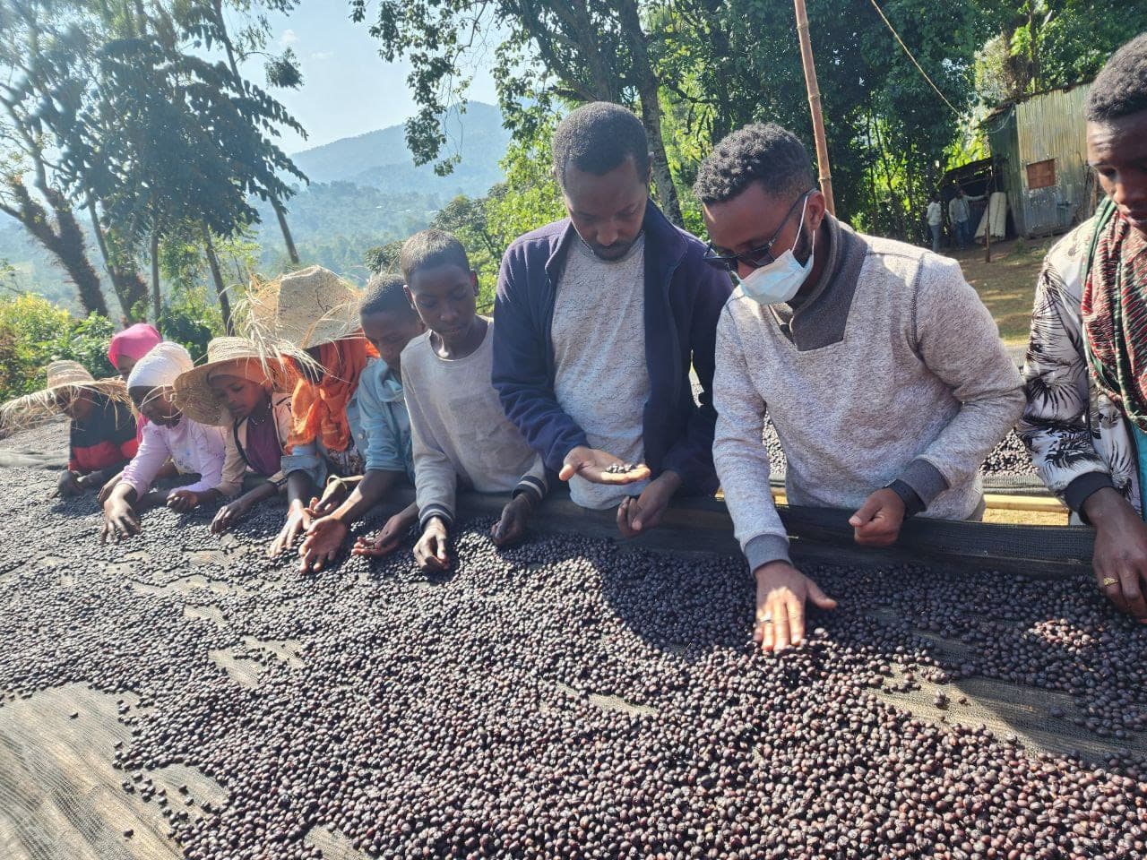Coffee farm