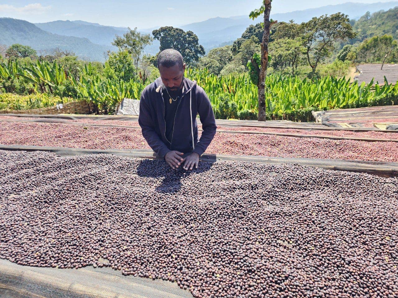 Tade Coffee estate in the West Arsi highlands