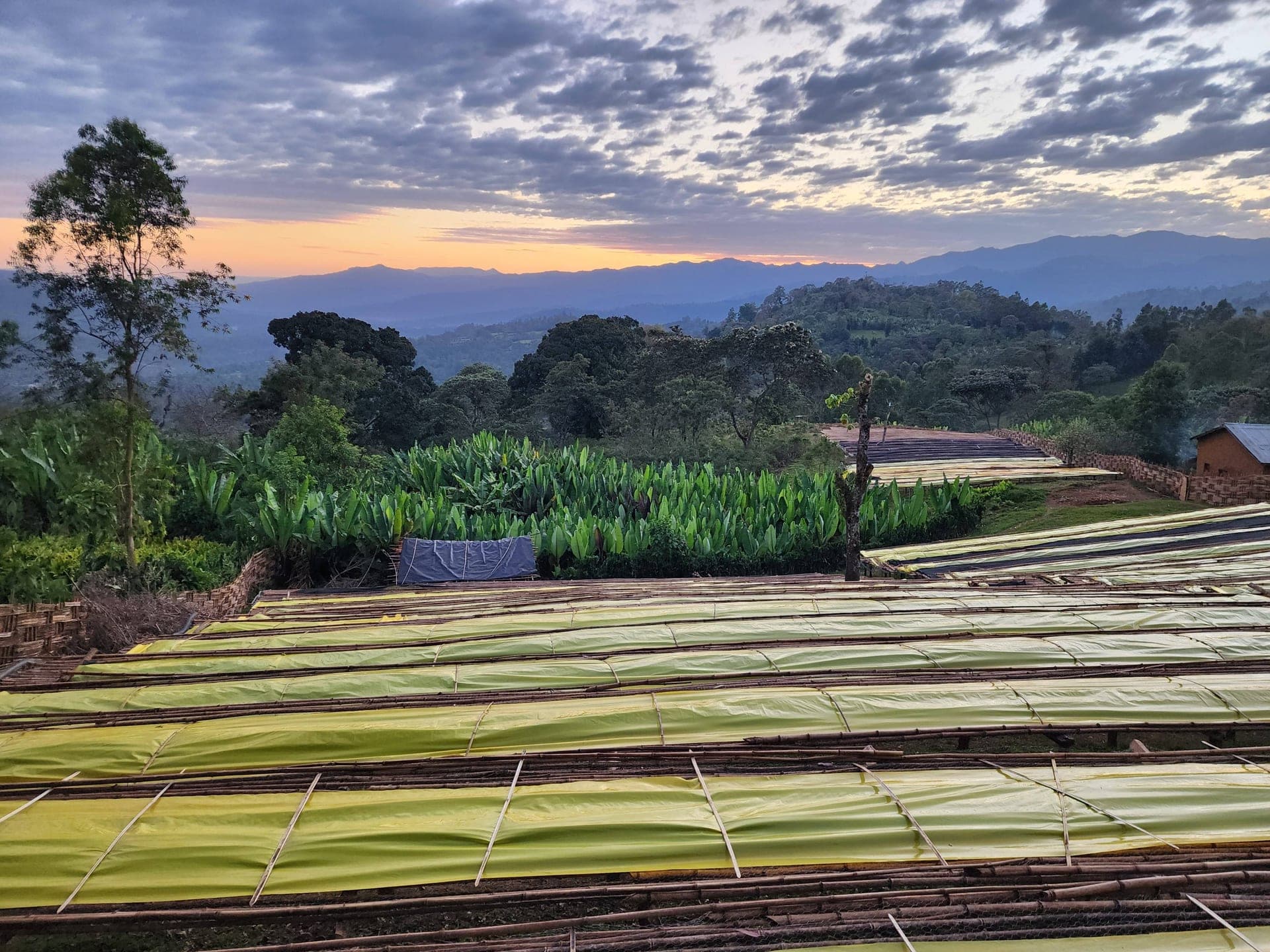 Tade Coffee farm terraces in West Arsi