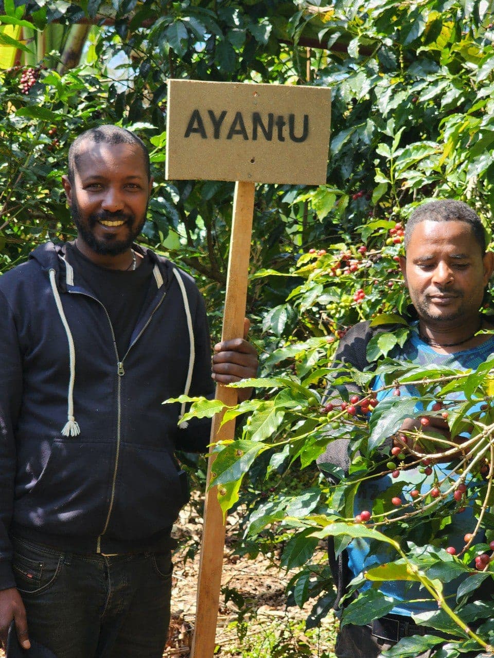 Tade coffee farm